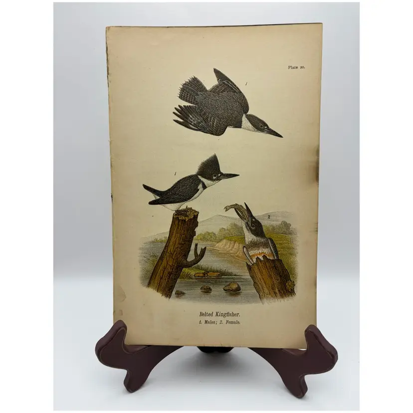 “Belted Kingfisher”, Males/Female, c.1890, Color Plate Engraving, Plate 20, From An Antique Book