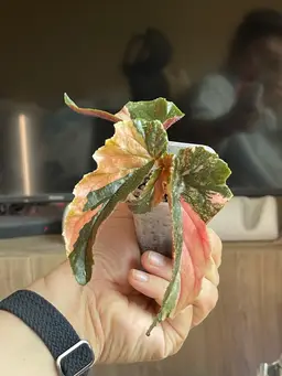 Ginny Galaxy With 3 Growth Points