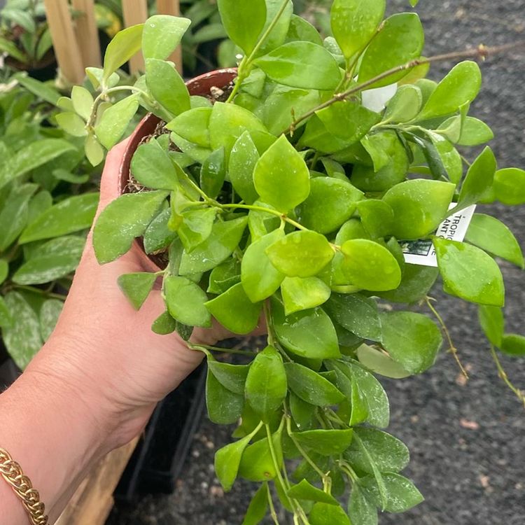 Heushkeliana Green