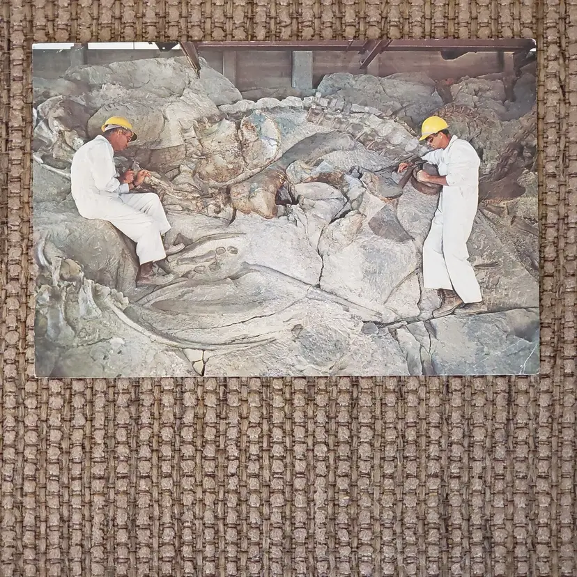 Oversized Postcard Dinosaur National Monument relief fossil CO / UT READ Vintage