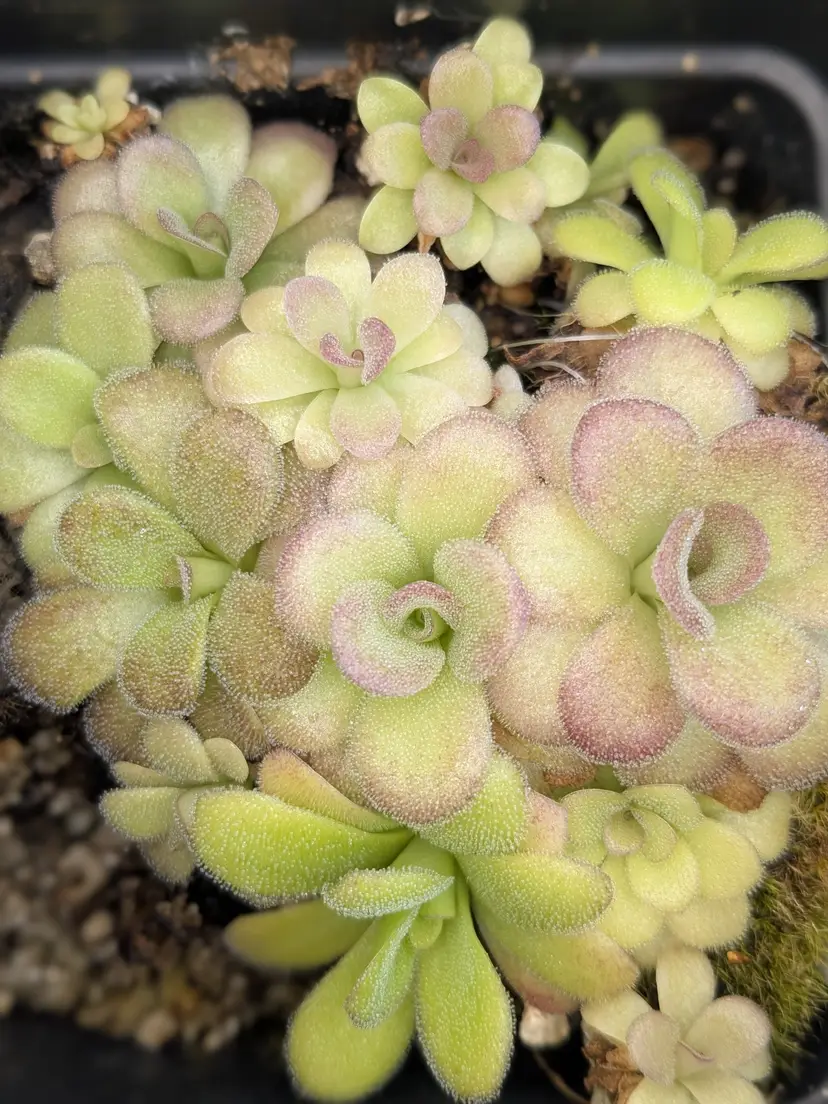 P. '''Bonbon''' Seed Grown
