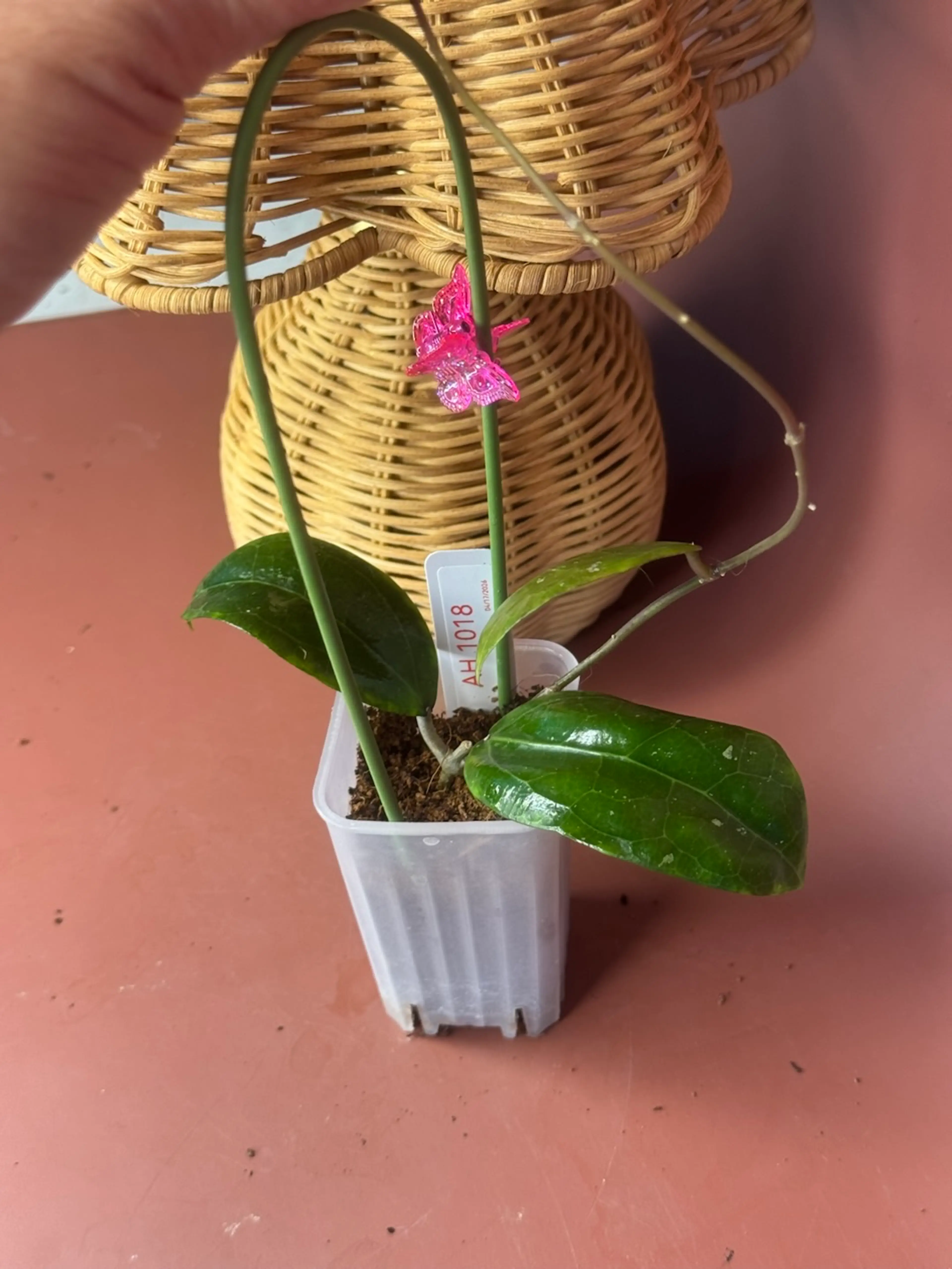 Image 2 of 2