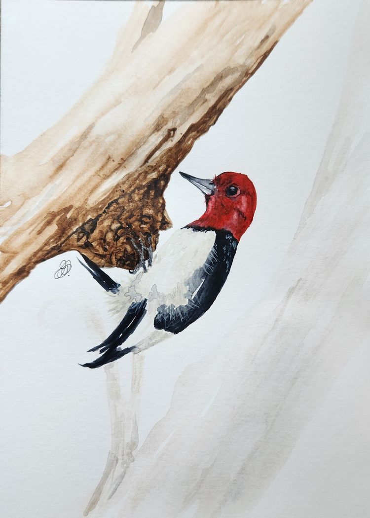 Woodpecker Original watercolor painting Signed By The Artist 5x7 Free Shipping