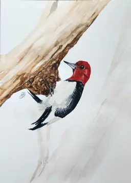 Woodpecker Original watercolor painting Signed By The Artist 5x7 Free Shipping