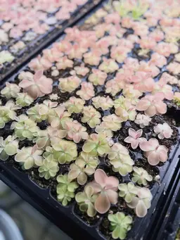 Pinguicula Sethos Live Plant - Carnivorous Butterwort - Gnat Eating Plant