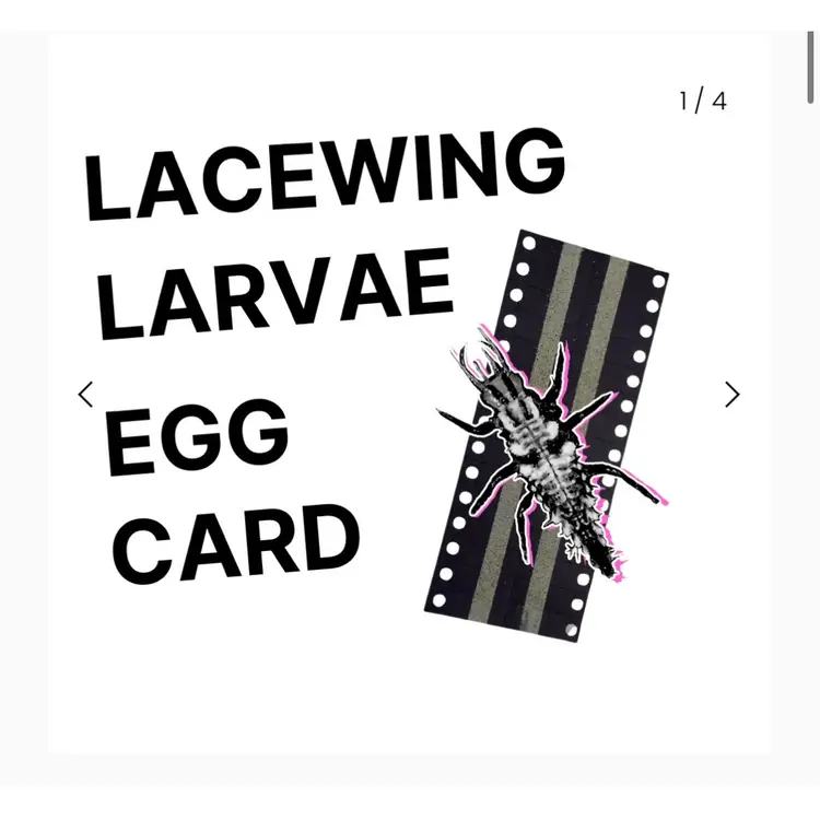 Lacewing Larvae Egg Card 5k