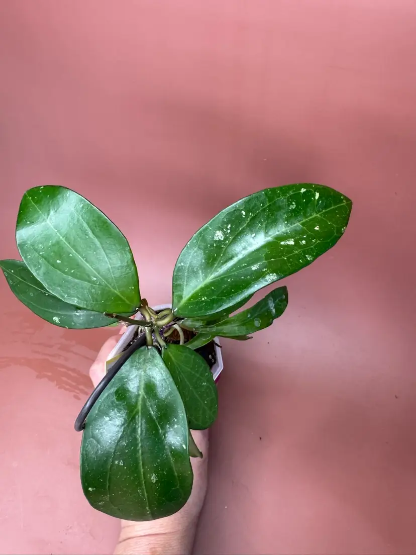 Hoya Verticillata Heart Leaf OP (full plant)