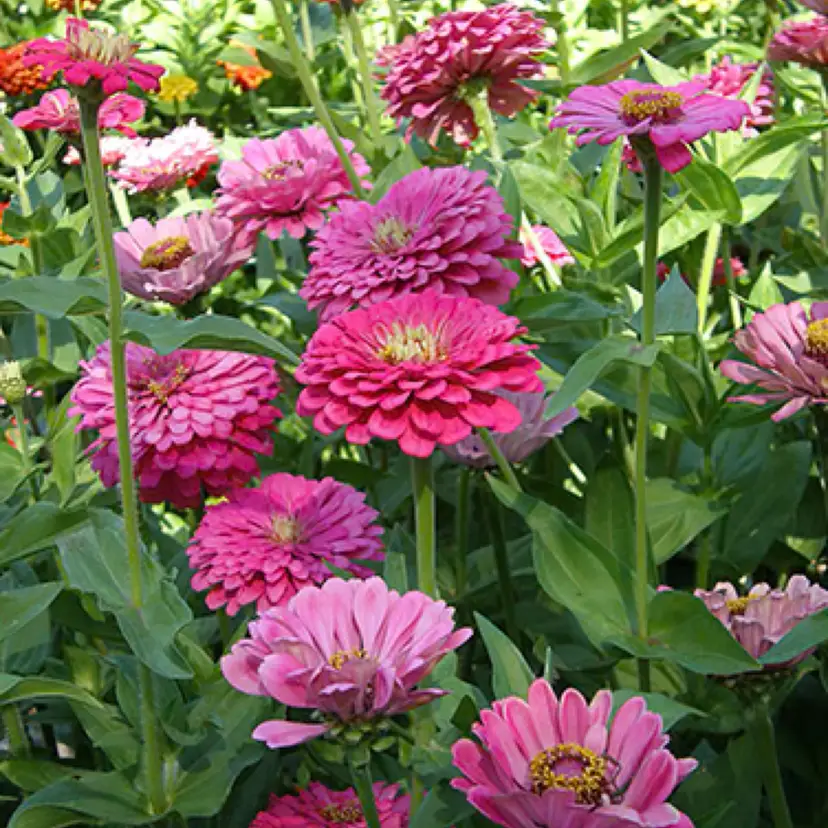 Raspberry Sorbet Zinnia flower seeds