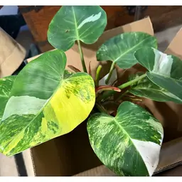 White Princess Aurea NODE