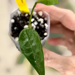 436 Hoya ‘Tear Drop’ RHM