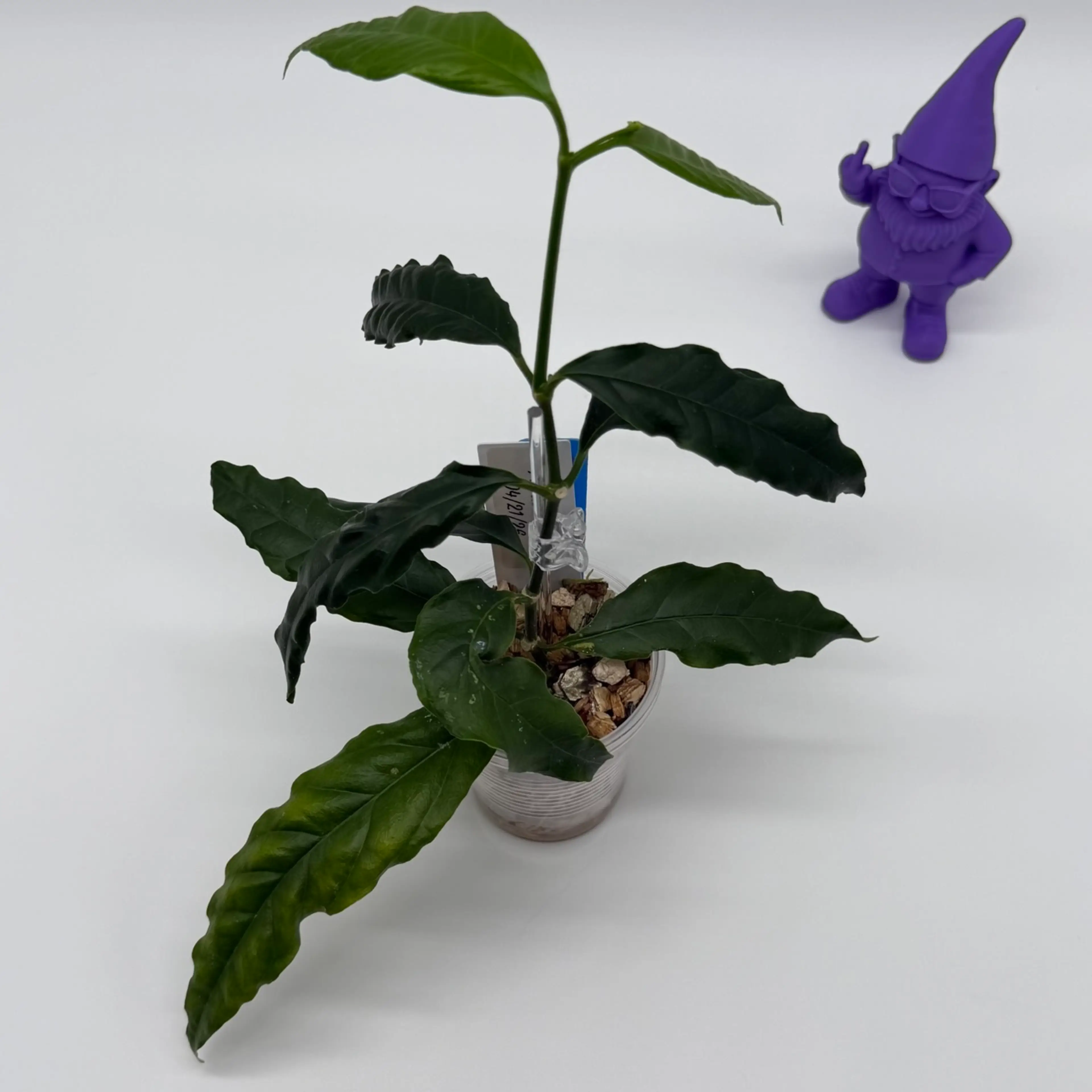 Image 2 of 2