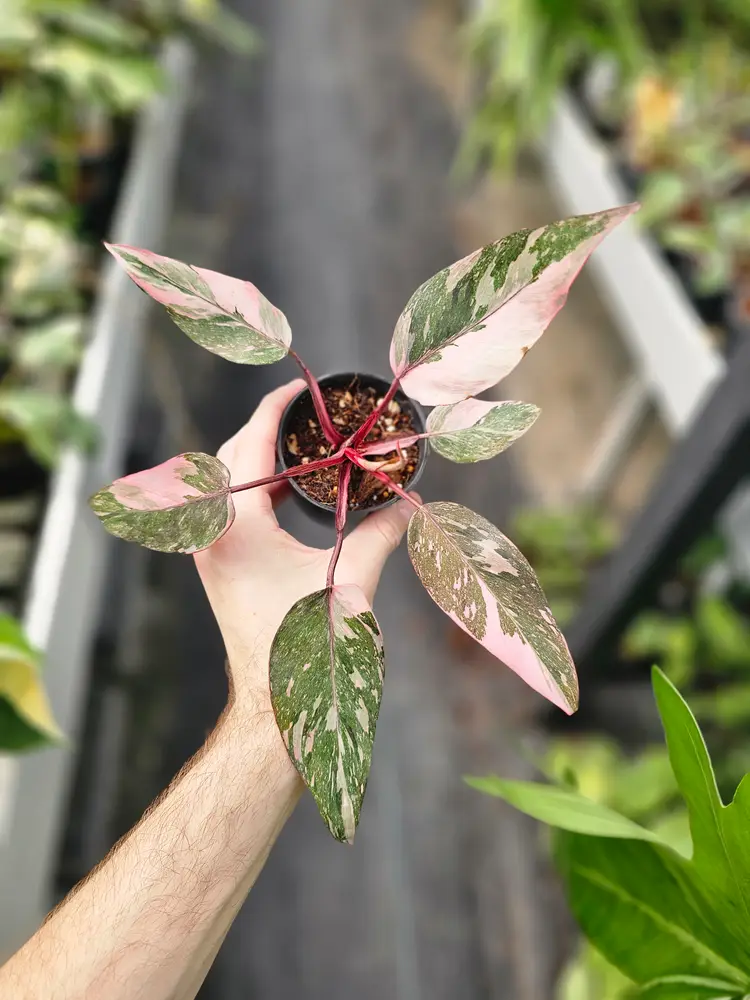 PPP Galaxy S grower choice