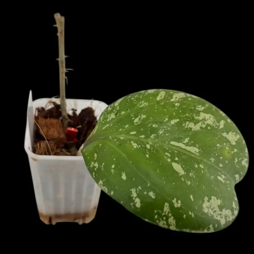 Hoya βMicheleβ splash - lightly rooted