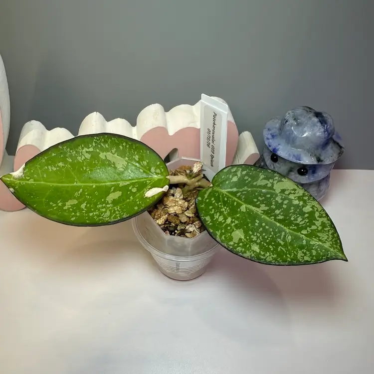 44 Patcharawalai 023 Splash