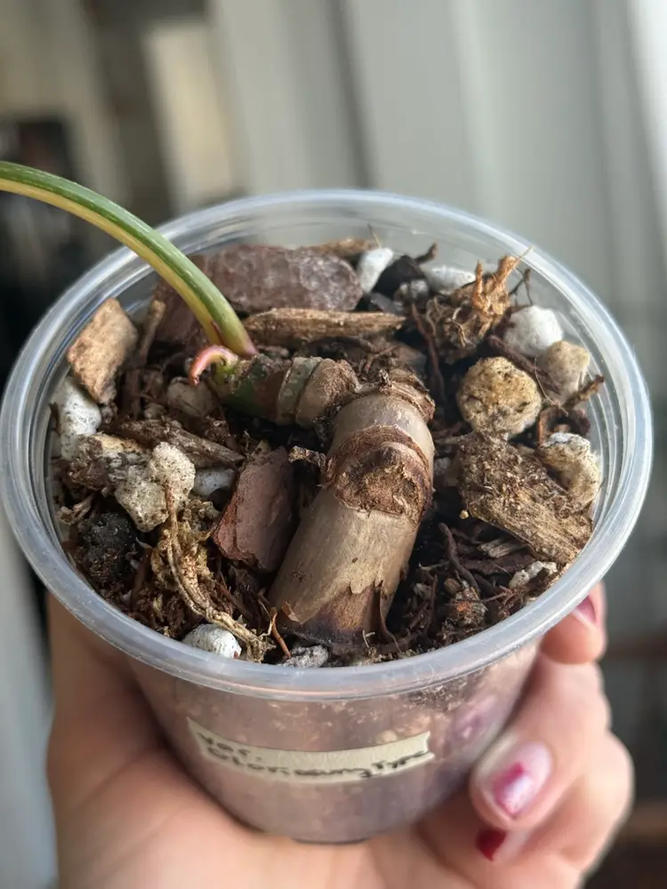 Variegated Gloriosum Type 1