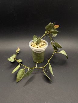 Hoya Lacunosa ‘Grey Ash’
