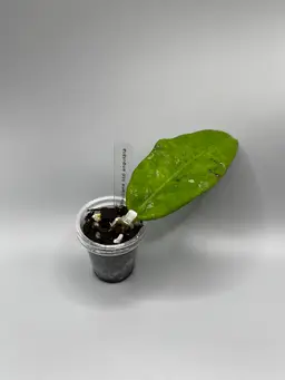 h fauziana ssp angulata