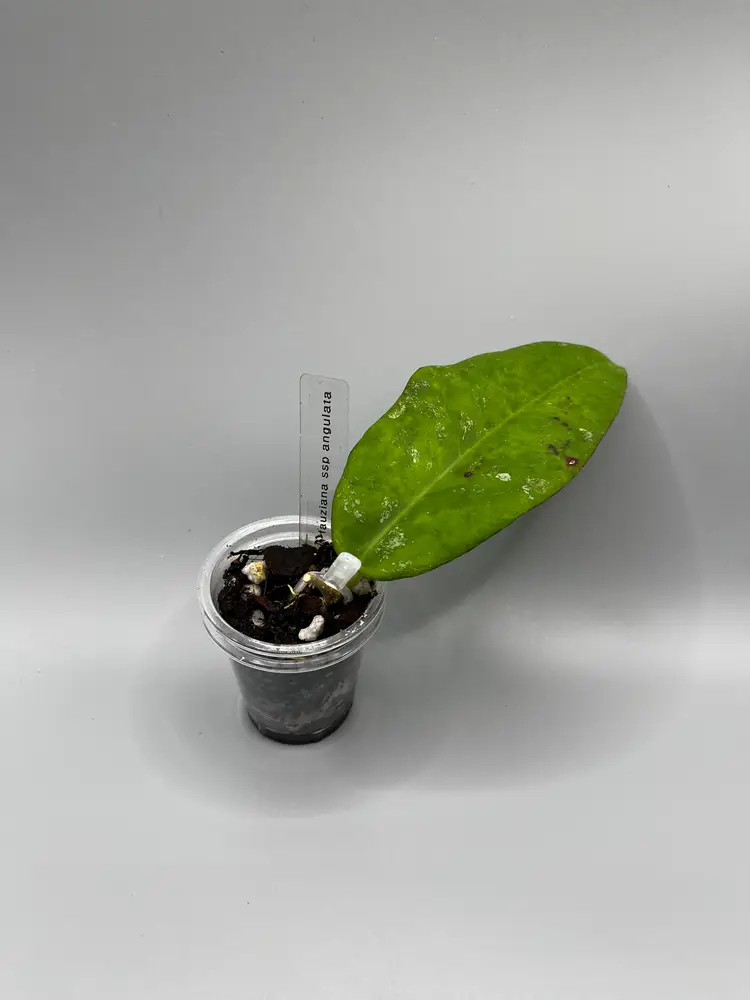 h fauziana ssp angulata