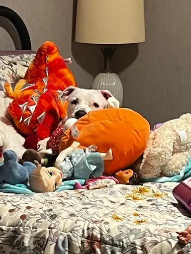 Postpone Till Thursday - Unexpected Guest Have A Heart 