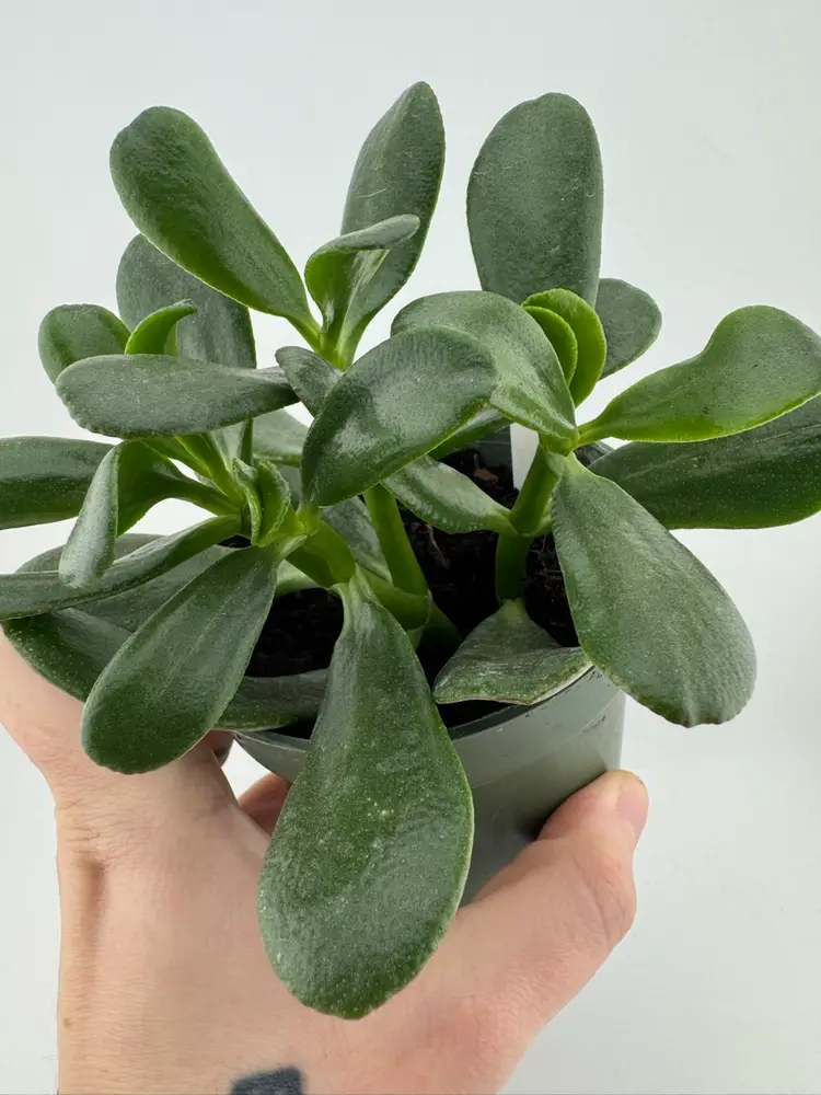 1151 | 4” Jade Plant