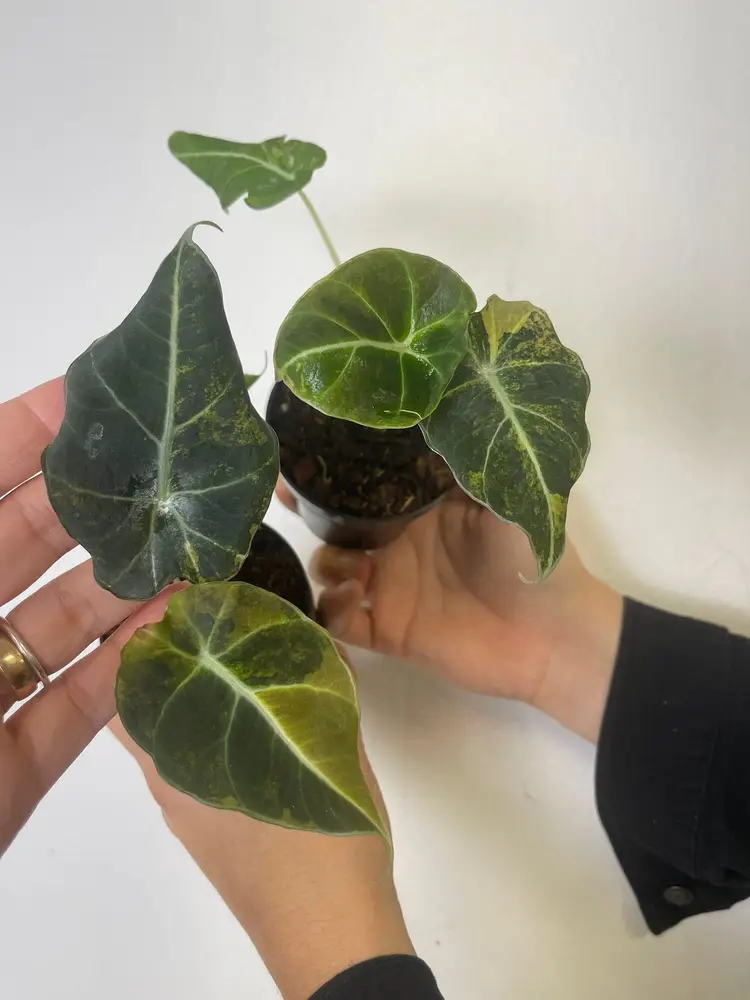 Alocasia black velvet golden 3”
