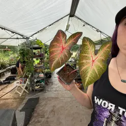 12B Caladium