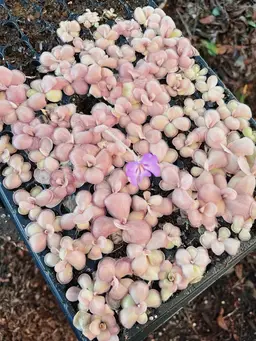 Pinguicula Mehitable Live Plant - Carnivorous Butterwort - Gnat Eating Plant
