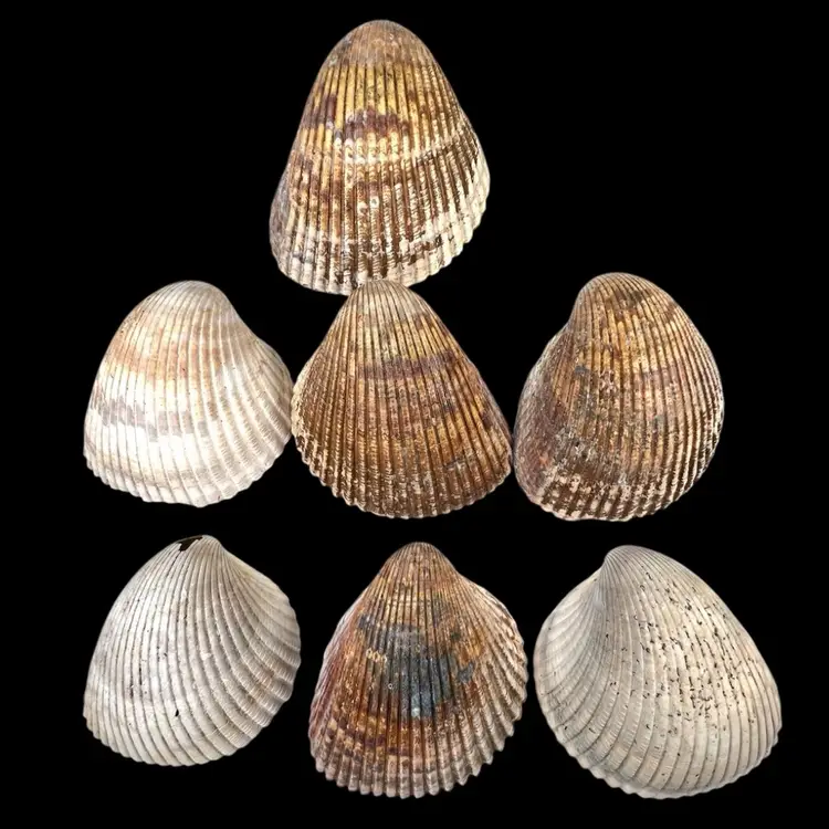 Lot of 7 Florida Giant Cockle Sea Shells. Palm size! Ethically Collected. Beautiful Coastal Nautical Marine Decor.