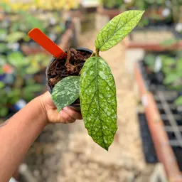 PS0541 - Hoya meredithii (Gunung Kapi)