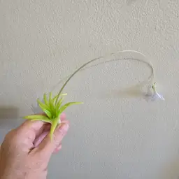 Pinguicula (heterophylla x medusina) x gigantea white flower