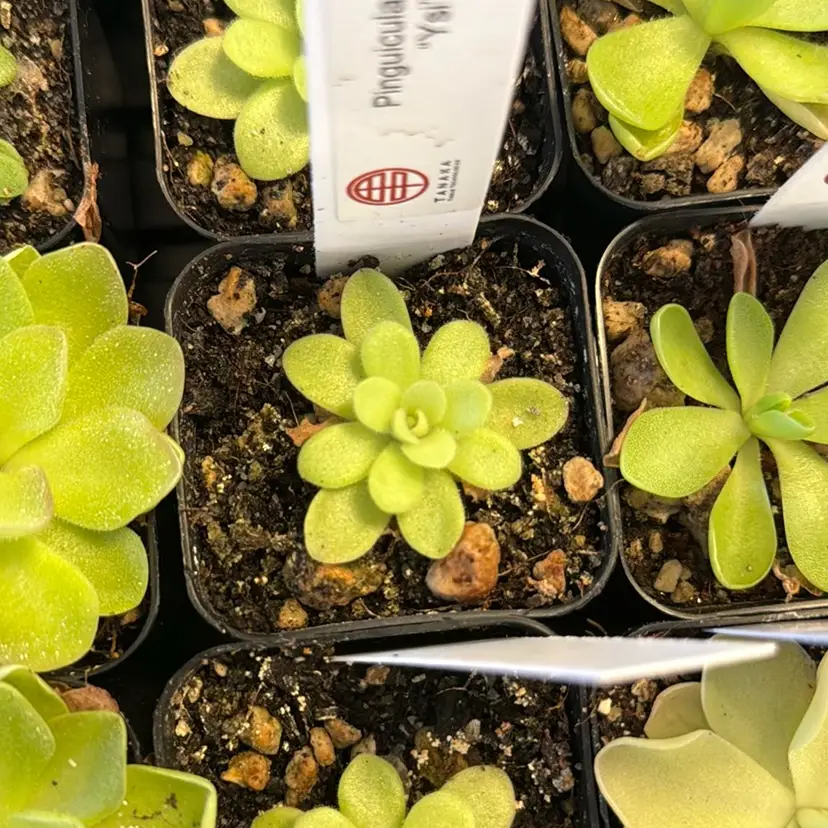 Pinguicula Ysi