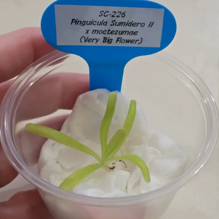 SC-226 Pinguicula Sumidero II x moctezumae (Very Big Flower)