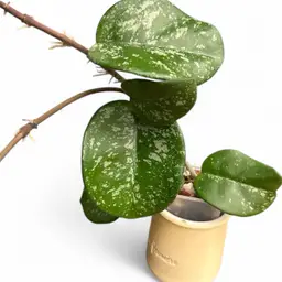 SMS ‘Leland Joseph’ splash