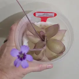 SC-22 Pinguicula gigantea x moranensis (Santa Catarina Juquila)