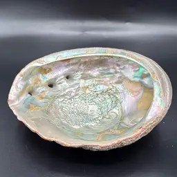 Large Abalone Shell
