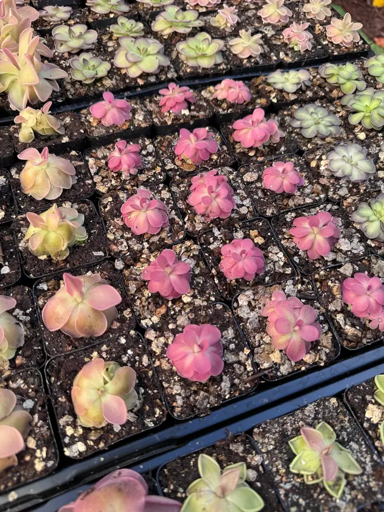 Pinguicula Johanna  Live Plant - Carnivorous Butterwort - Gnat Eating Plant