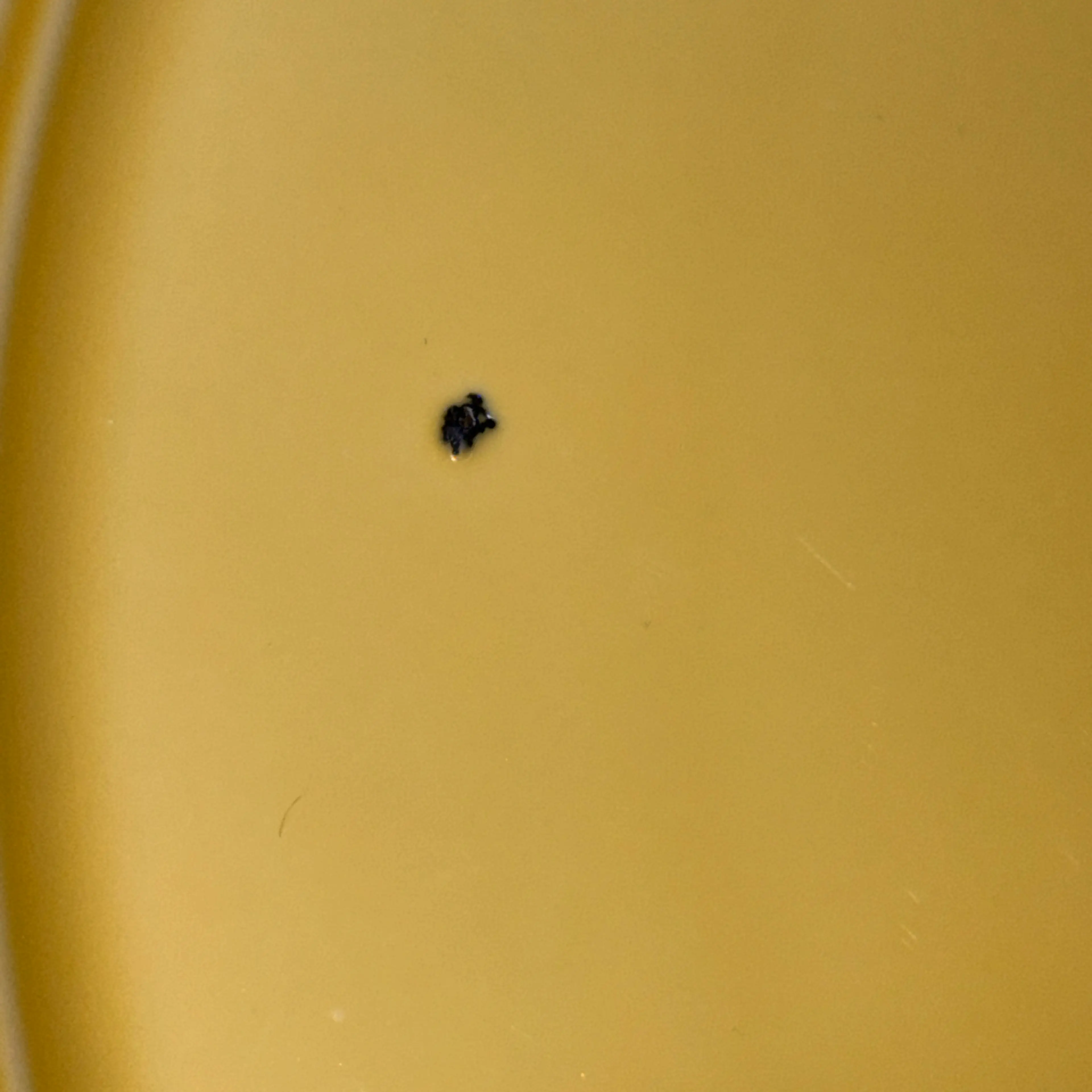 Image 5 of 5