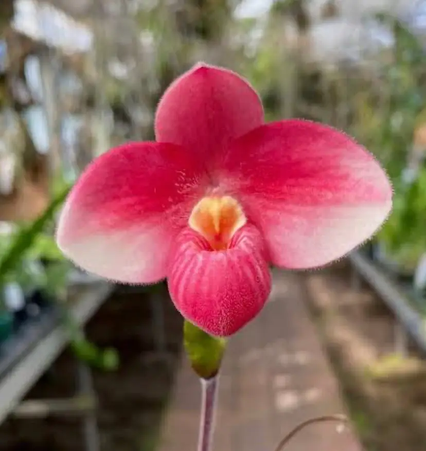 Phragmipedium Barbara LeAnn - 2” Pot