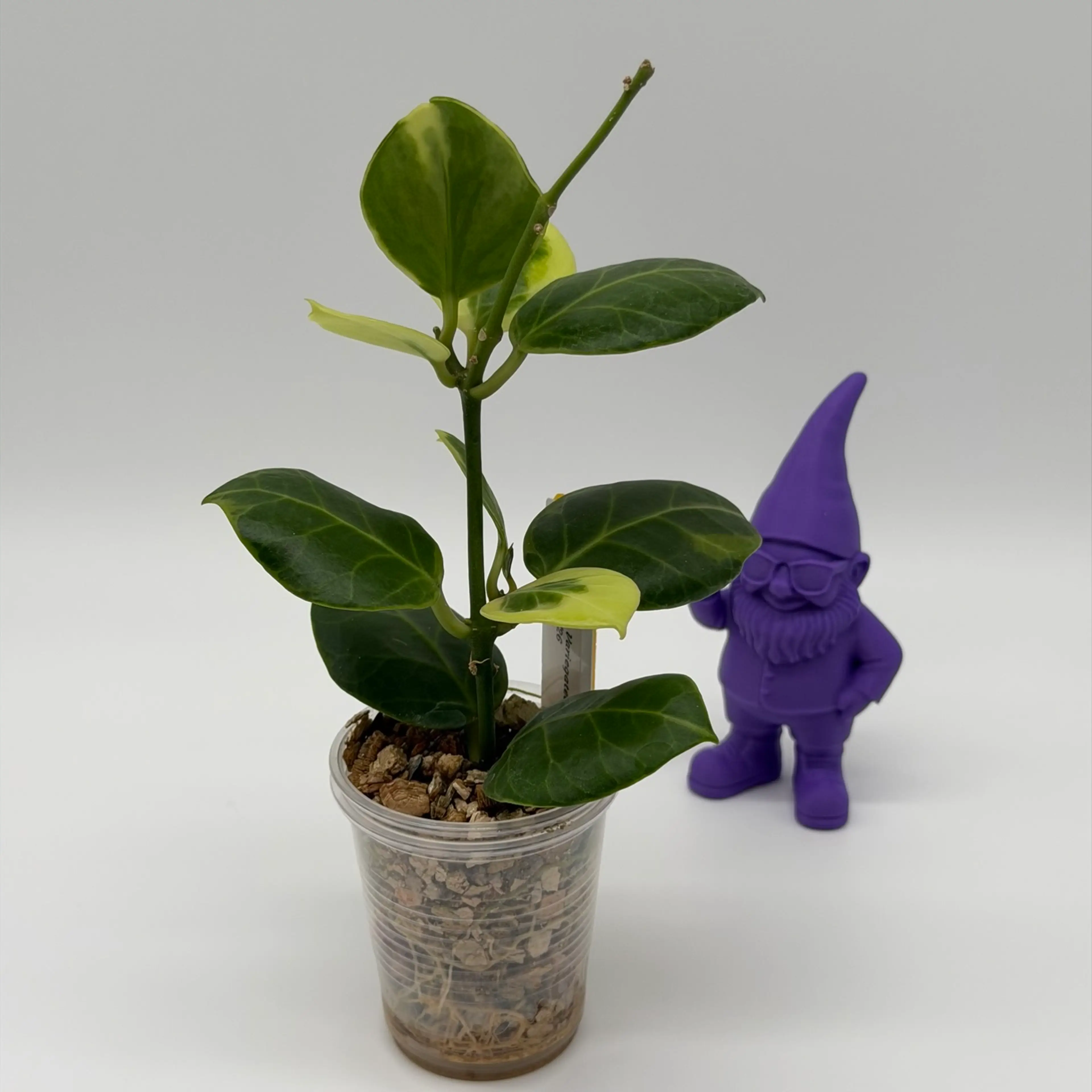 Image 2 of 2