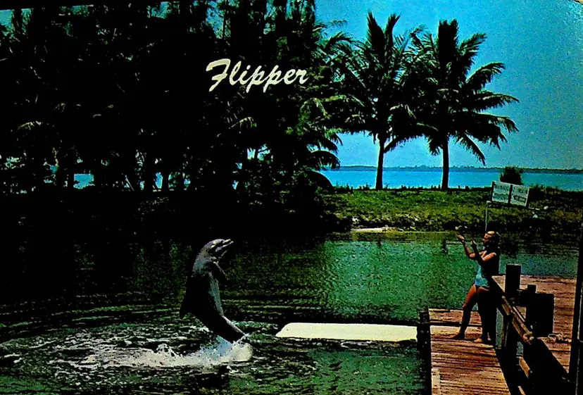 Flipper Famed Star of Television Postcard