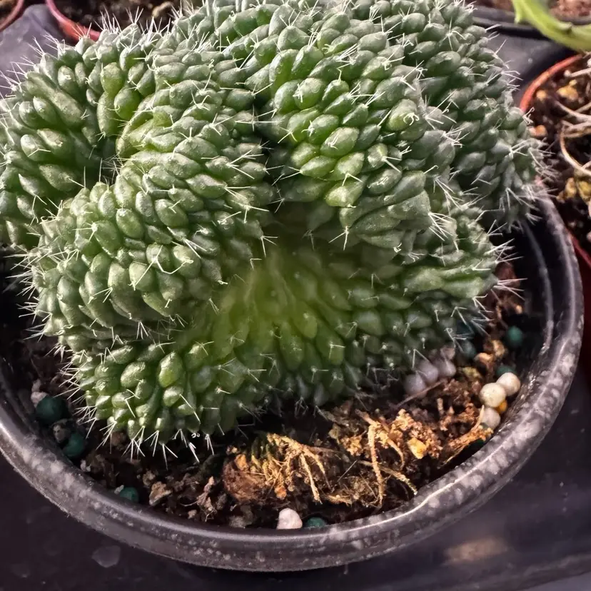 Crested Gynocalycium Cristata Variegated