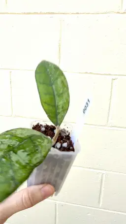 0031 Hoya Finlaysonii Super Splash