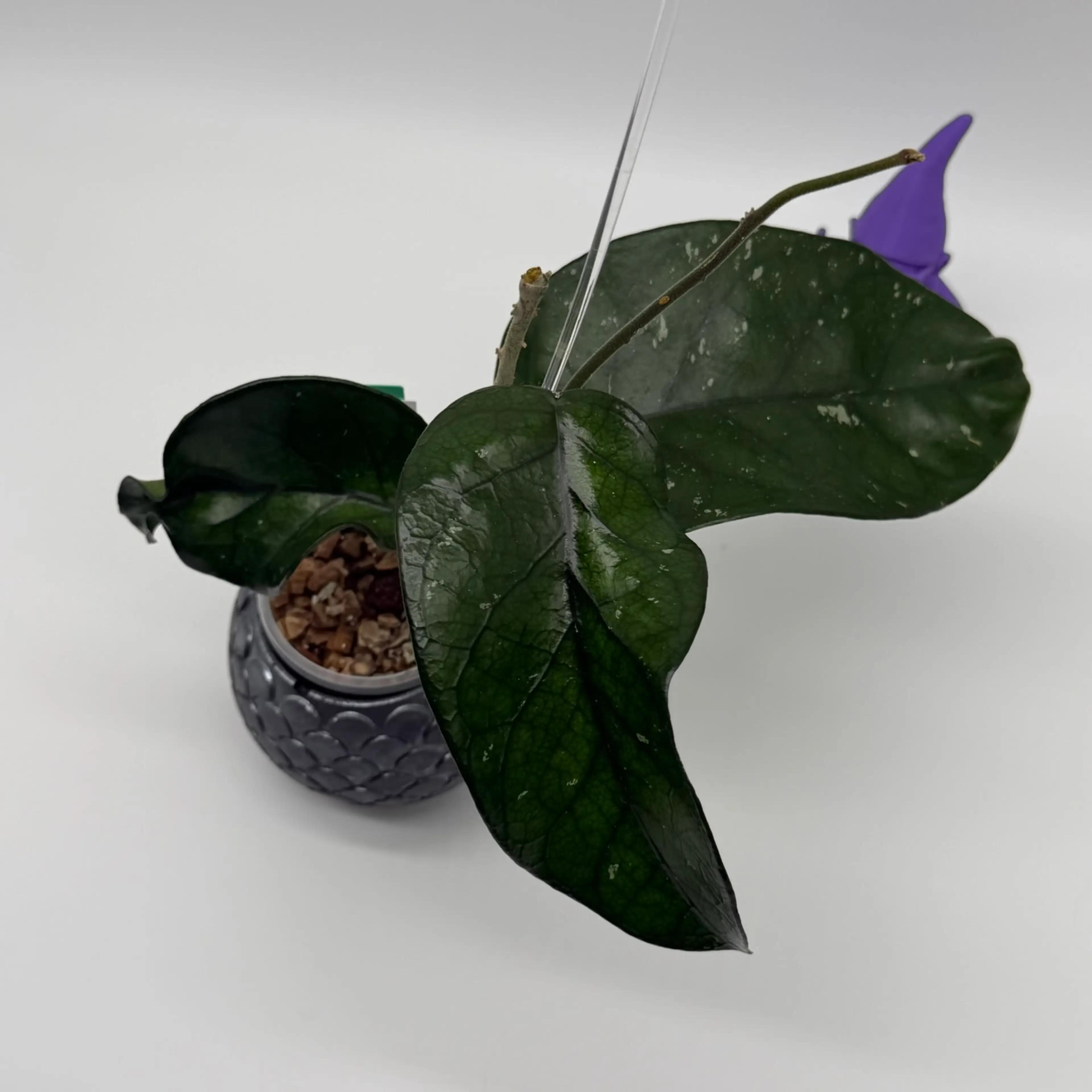 Image 4 of 4