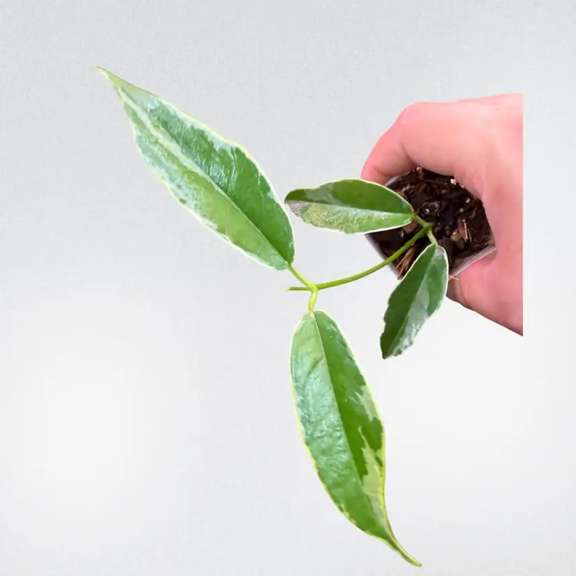 Hoya Boutii (outer variegated)