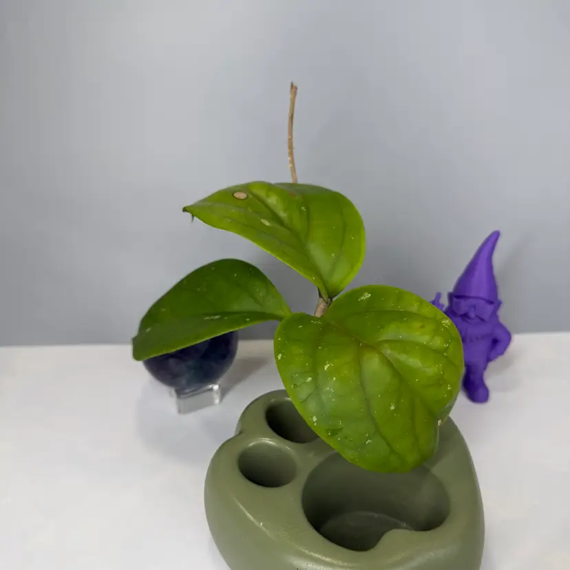 T05 sp RP-017 Rooted Cutting