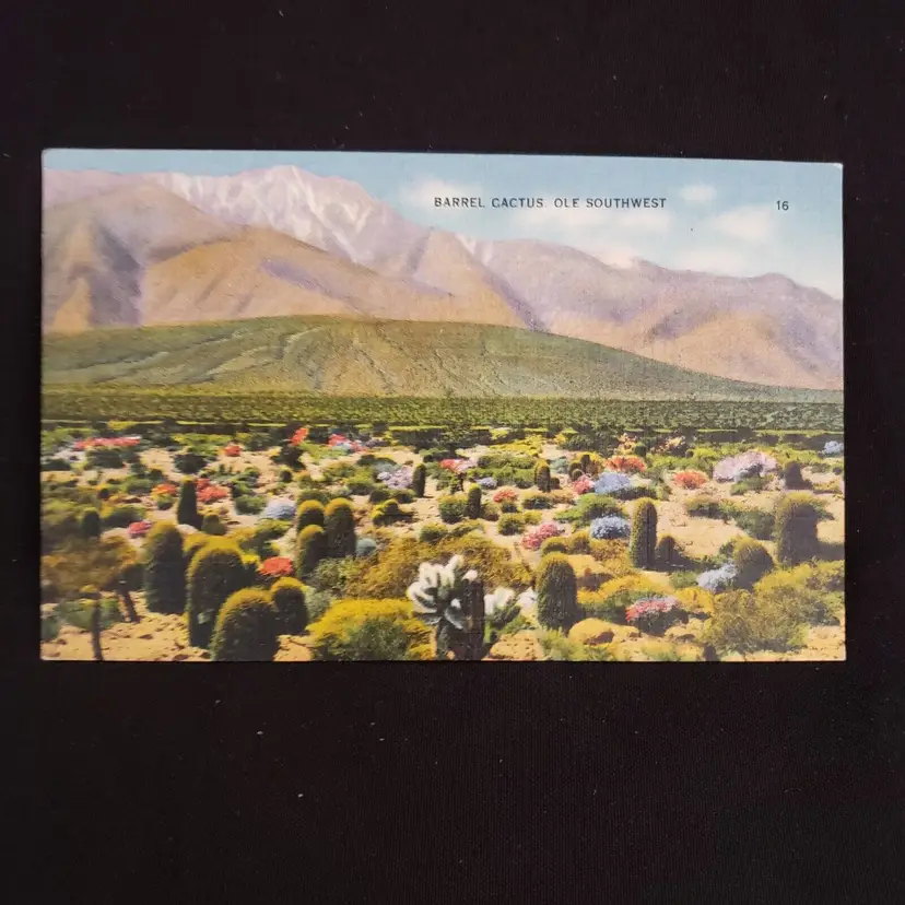 Postcard Barrel Cactus Ole Southwest unused & unposted Vintage