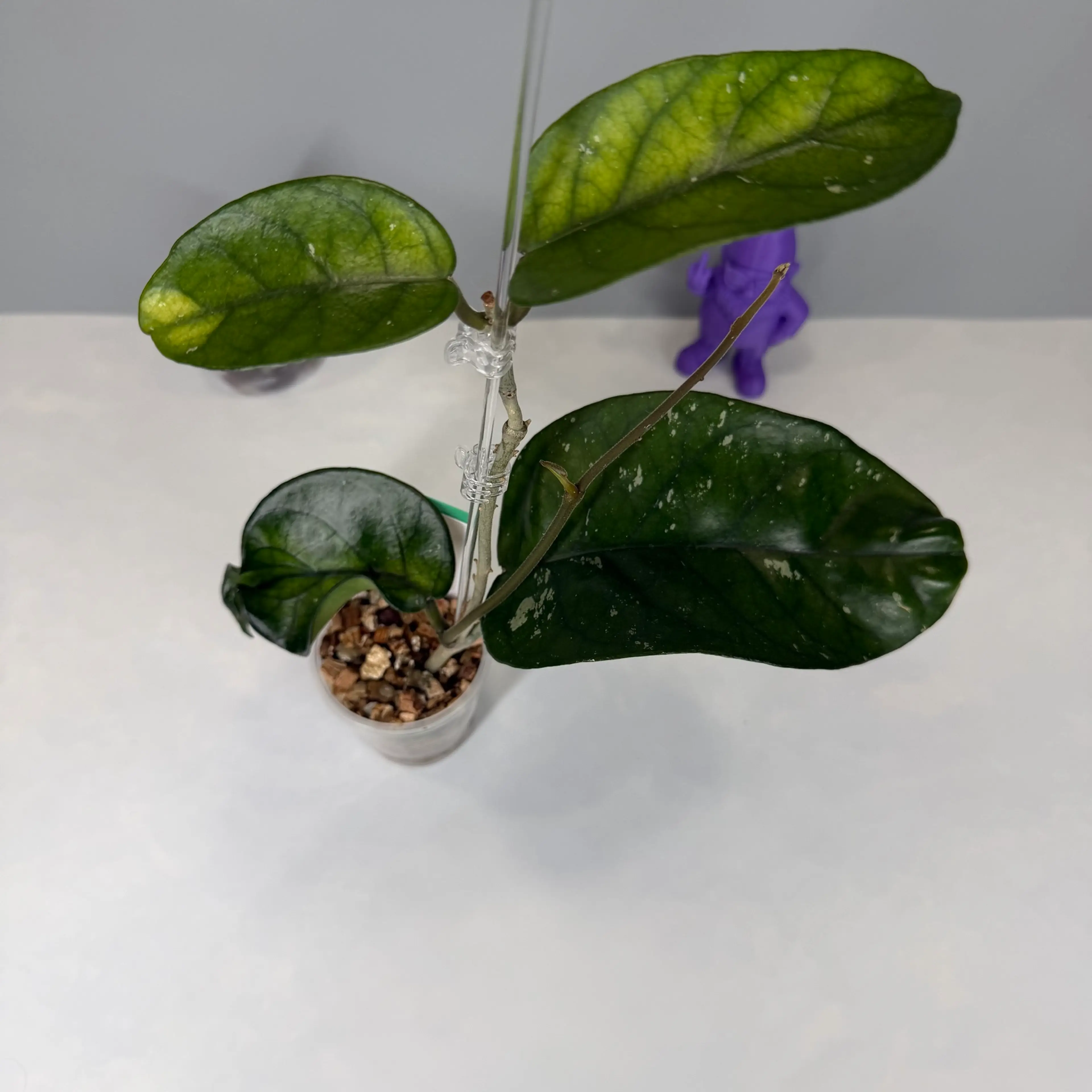 Image 2 of 2