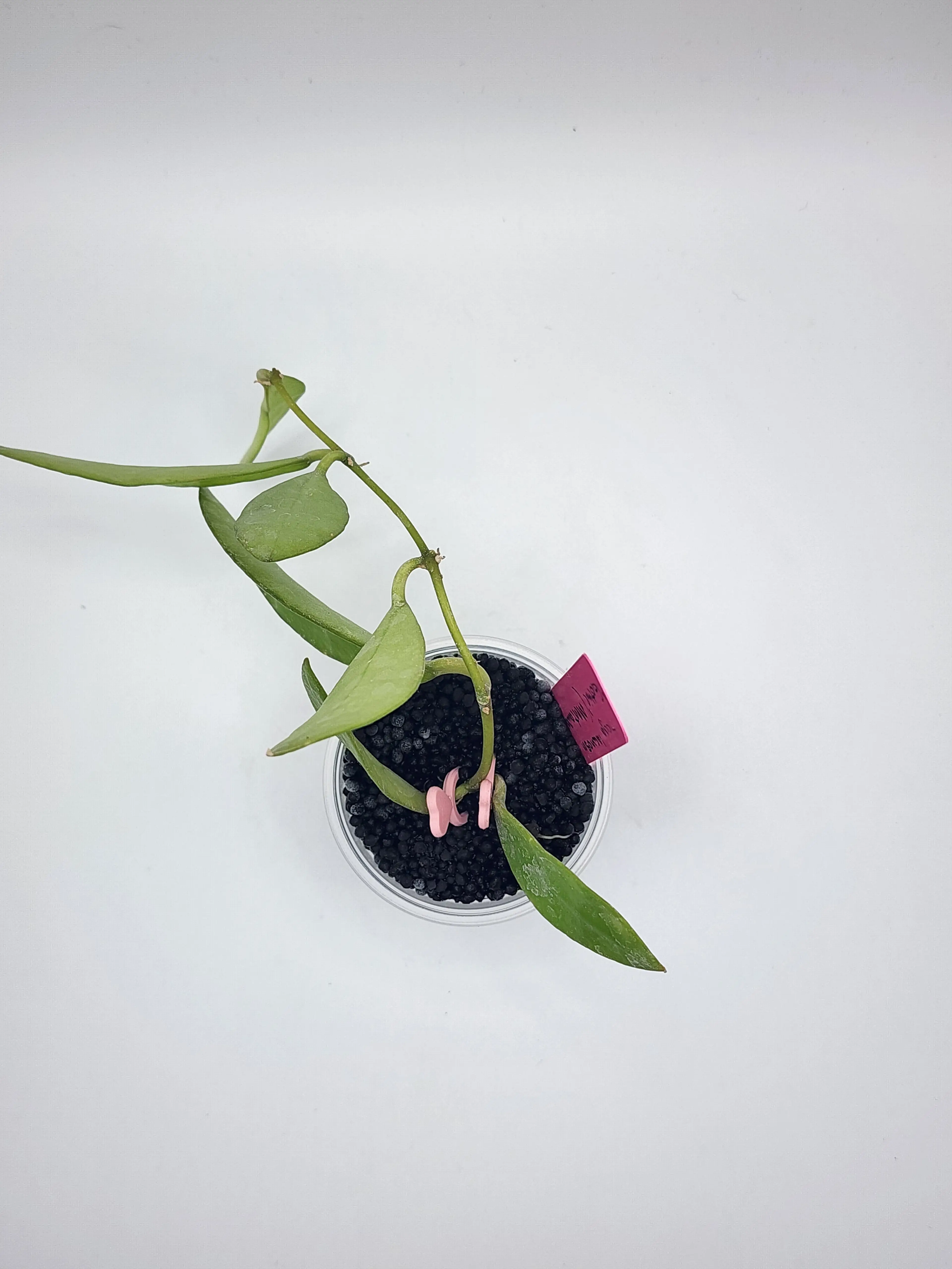 Image 2 of 2