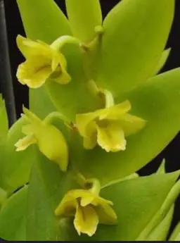 Dendrobium anceps