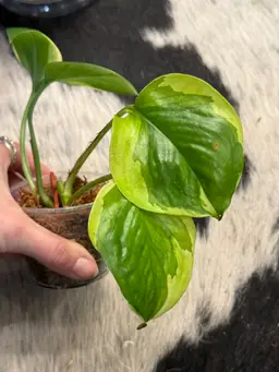 Epipremnum Poonsin - Mutant Manjula